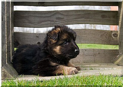 Advice on how to raise a German Shepherd