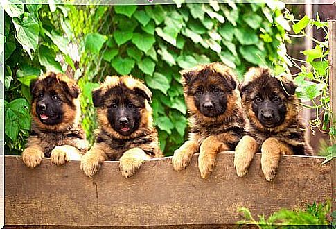 German Shepherd puppies leaning against the wall 