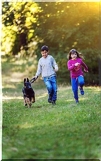 German Shepherd puppy with children