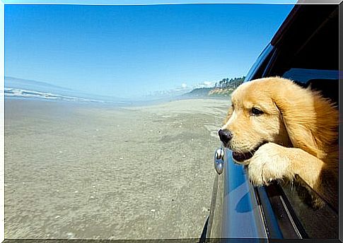 Dog with head out the window