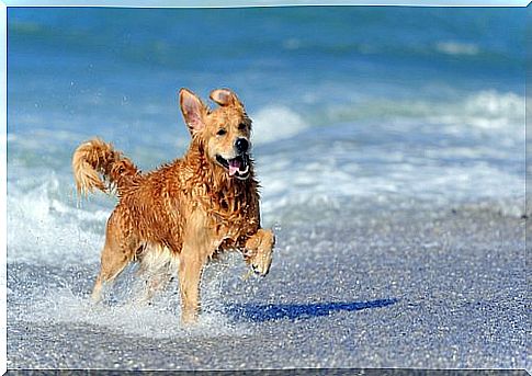 Golden retriever runs in the sea