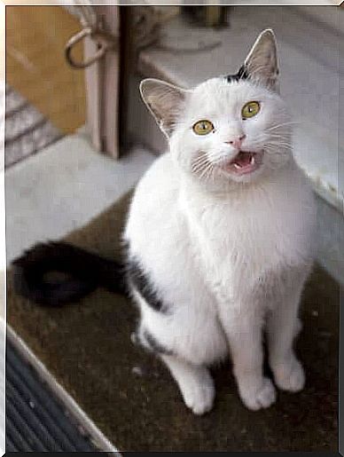 Black and white cat meows