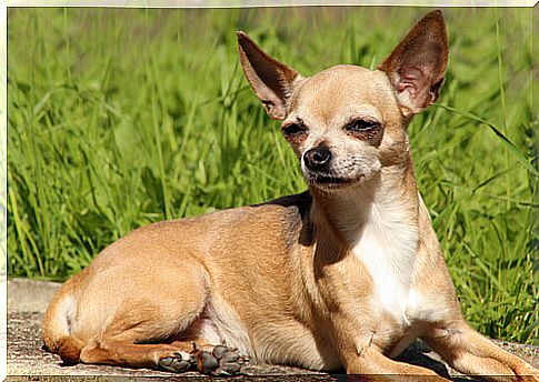 All about chihuahuas