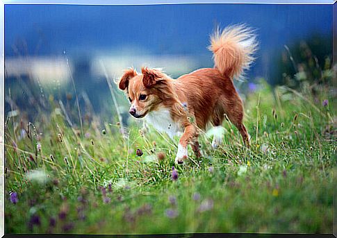 chihuahua-on-the-lawn