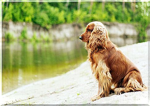 cocker-spaniel-honey-colored