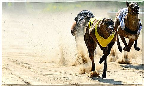 Greyhound anatomy: the secret of its speed