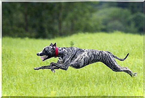 a gray greyhound runs across a meadow