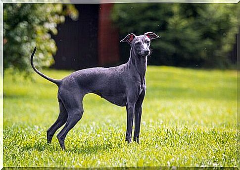 a small Italian greyhound standing in the garden