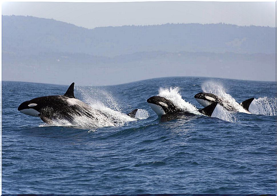 Killer whales swimming