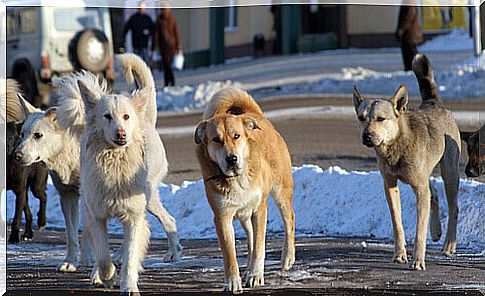 dogs-on-the-street