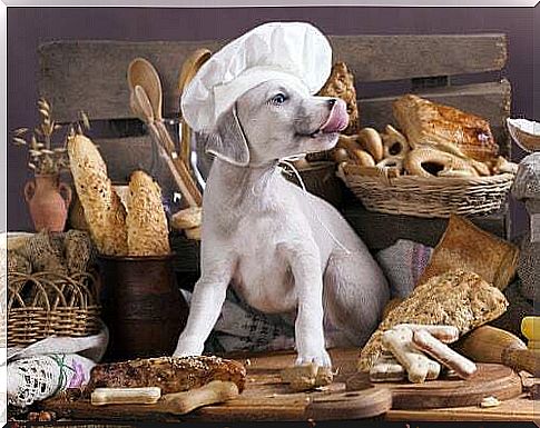 Are Carbohydrates Bad for Dogs?