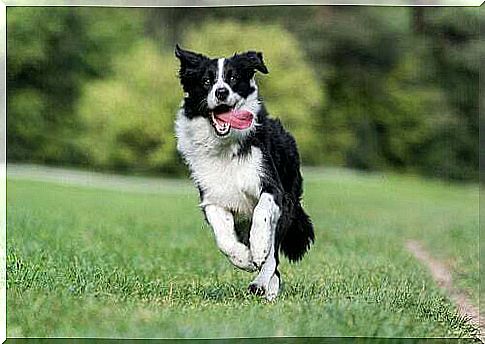 Border collie running