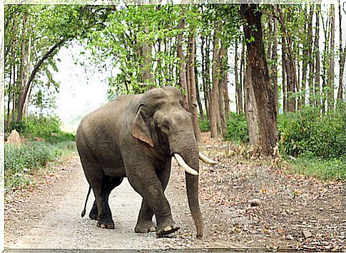 Asian elephants: types and characteristics of gentle giants