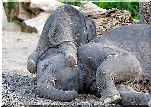 Asian elephant cubs playing.