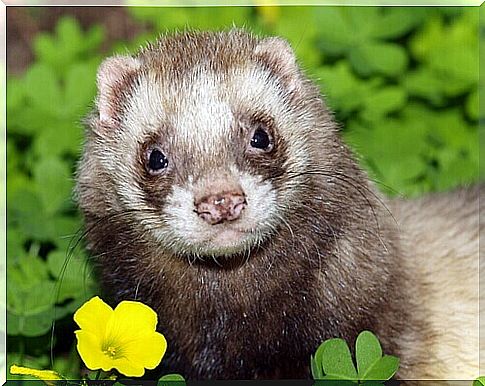 ferret and yellow flower