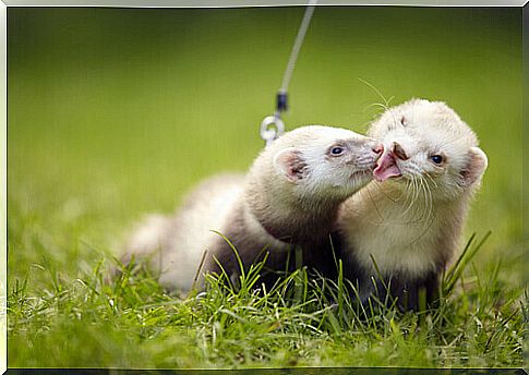 a pair of white colored ferrets in a meadow