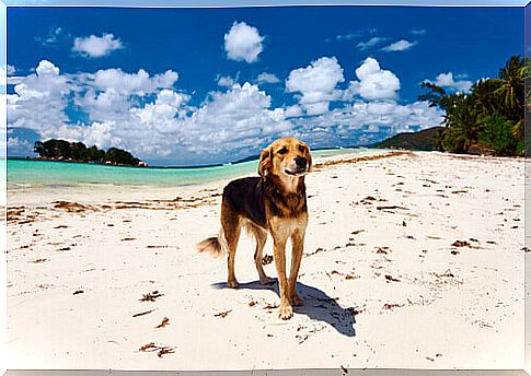 beaches-for-dogs