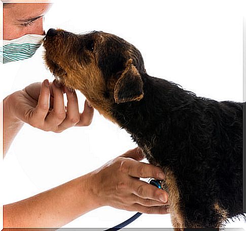 dog-and-veterinarian