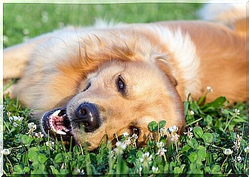 dog-grass