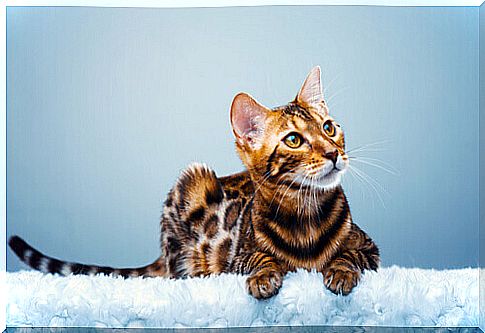 Bengal cat, a miniature leopard in the house