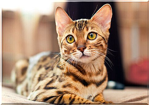 Bengal cat sitting