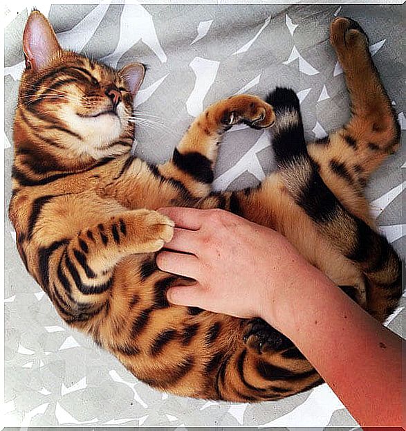 Thor Bengal cat