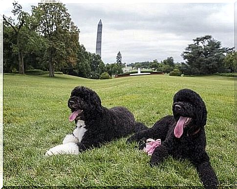 Bo and Sunny, Obama's dogs