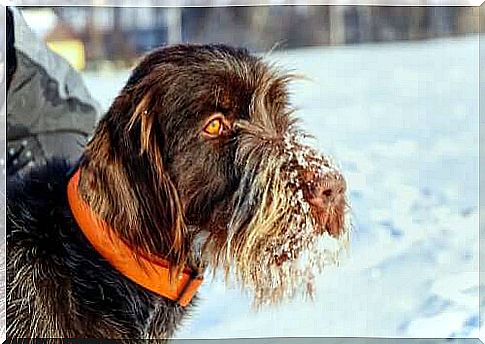 Dog with snow in the hair of the muzzle