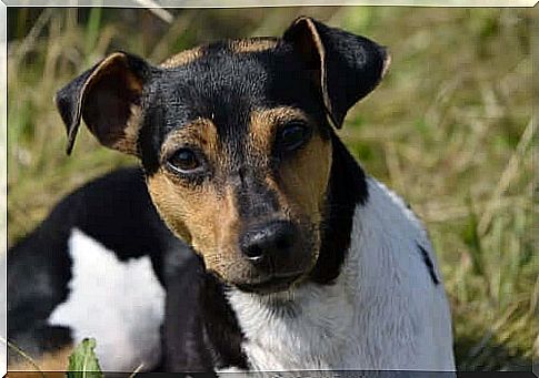 Brazilian terrier: origins and characteristics