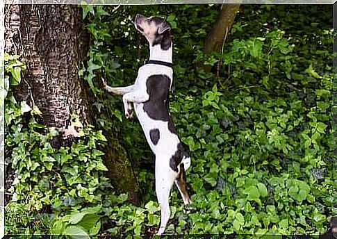 Brasileiro terrier climbing a tree.