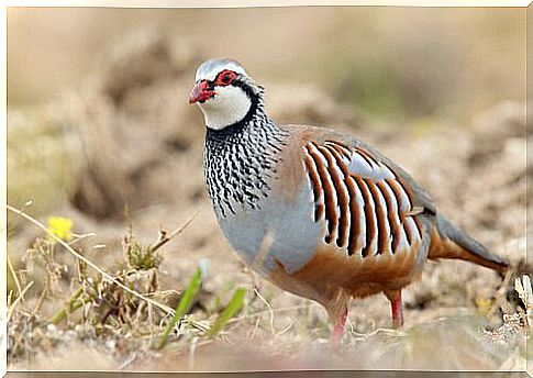 Breeding and reproduction of partridges