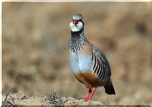 Chukar partridge 