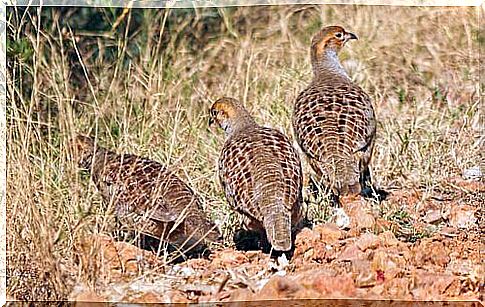 Partridge Gray Partridge