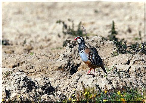 Partridge walks in an agricultural area