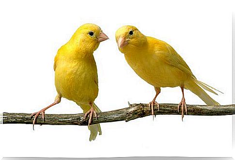 Breeding canaries: everything you need to know