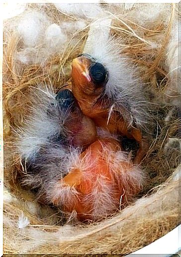 small canaries in the nest