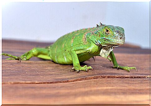 Breeding iguanas: everything you need to know