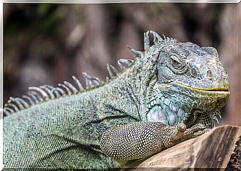 body and head of a large iguana