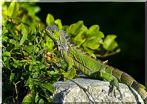 a green iguana heats up in the sun on a rock