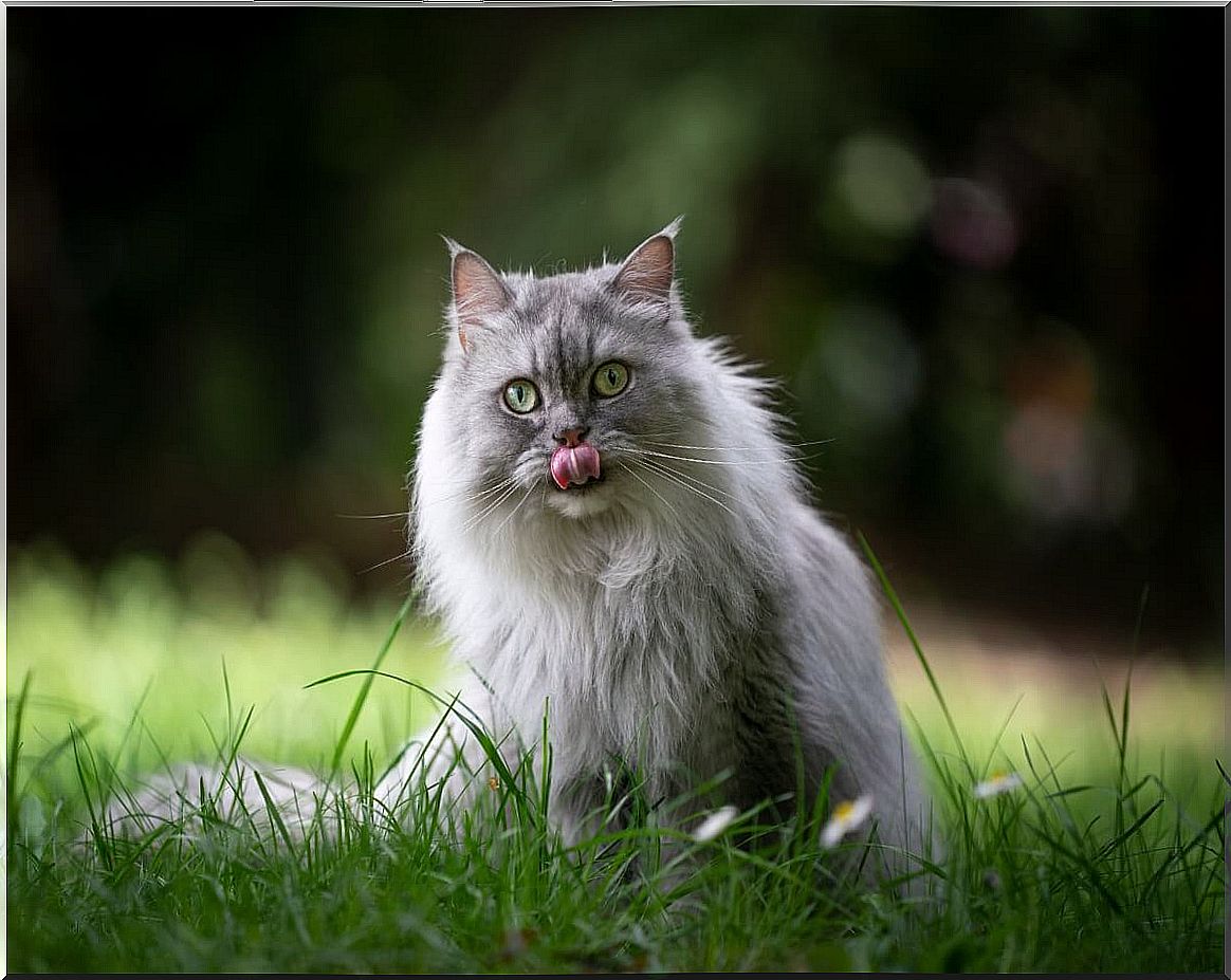 A British cat sitting in the grass.