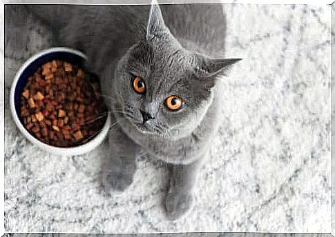 British shorthair diet: how it should be to keep it healthy