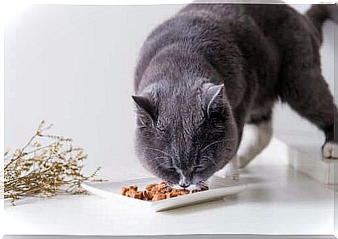 Feeding the british shorthair.