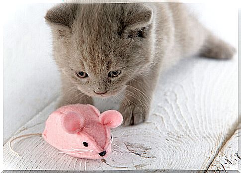 Kitten plays with a stuffed mouse