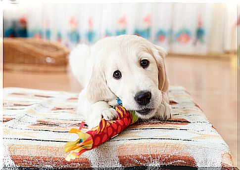 Puppy dog ​​plays: pet toys