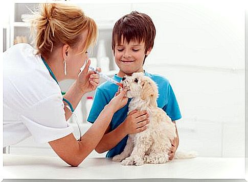 Dog at the vet with child 