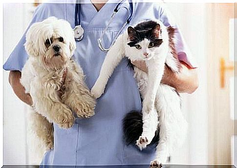 Dog and cat in the arms of the vet 