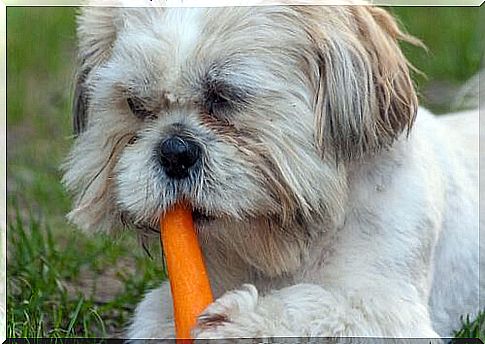 dog eating carrot 