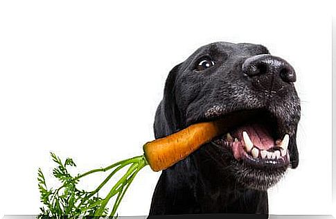 black dog with carrot in his mouth 