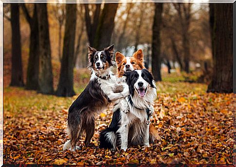 Dogs can recognize their family members