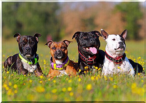 Dogs can recognize their family members